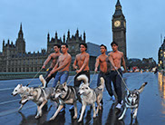 Watermill Wolves, british lupine dog in a twilight promotion