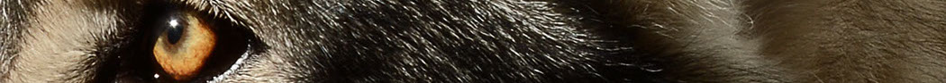 British Lupine Dog Footer, Wolf eye