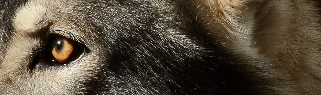 British Lupine Dog, Wolf eye