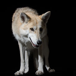 Alaska, Britsh Lupine Dog